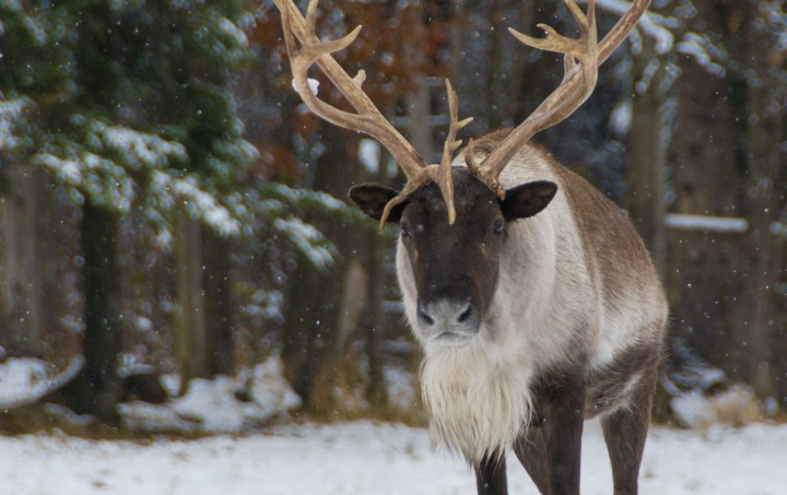 19 Lobbyists Defend the Forest Industry in the Face of Declining Caribou Populations in Quebec