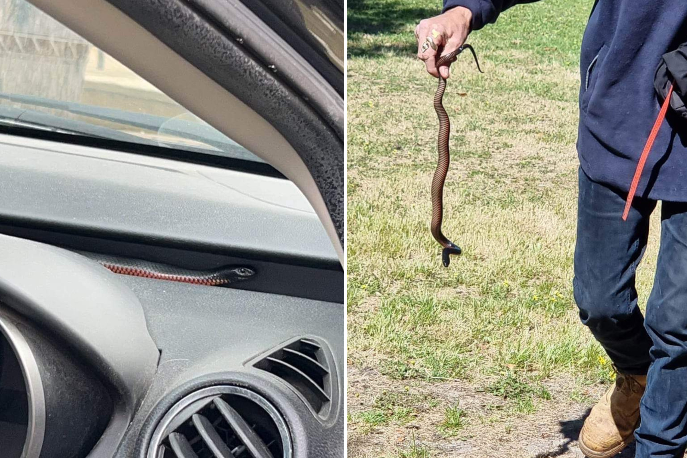 80km/h Freeway Chase: Woman Fends Off Venomous Tiger Snake During Terrifying Drive!