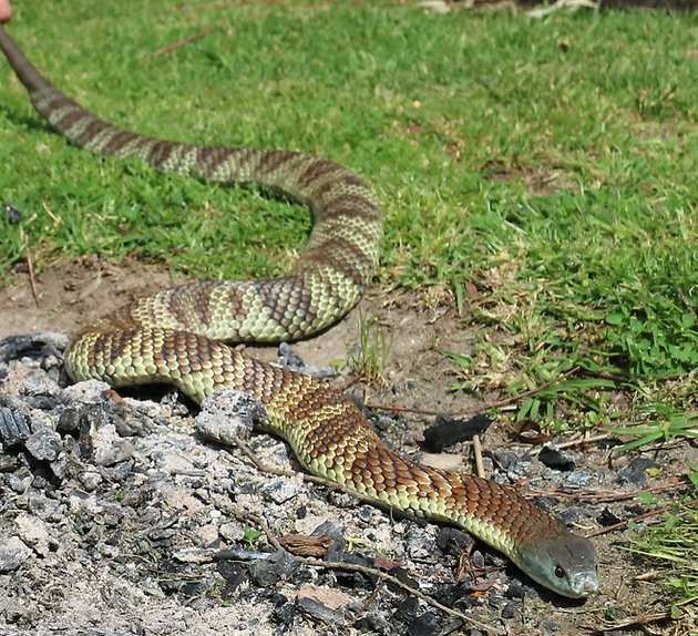 80km/h Freeway Chase: Woman Fends Off Venomous Tiger Snake During Terrifying Drive!