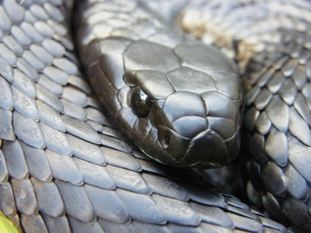 80km/h Freeway Chase: Woman Fends Off Venomous Tiger Snake During Terrifying Drive!