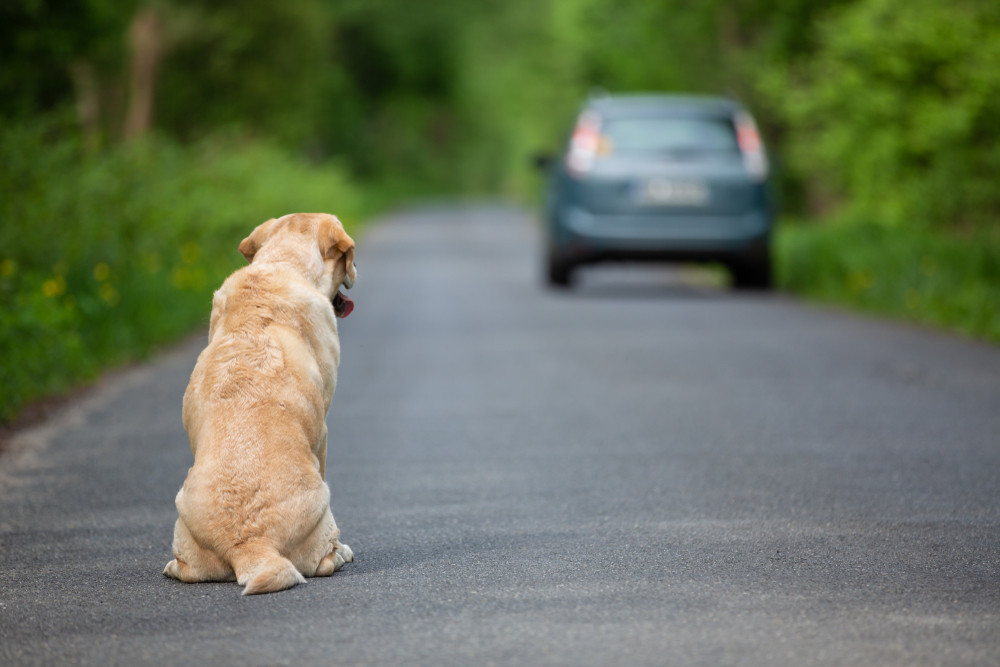 Abandoned Dog at Dublin Airport Still Unclaimed: Urgent Plea for Owner to Come Forward