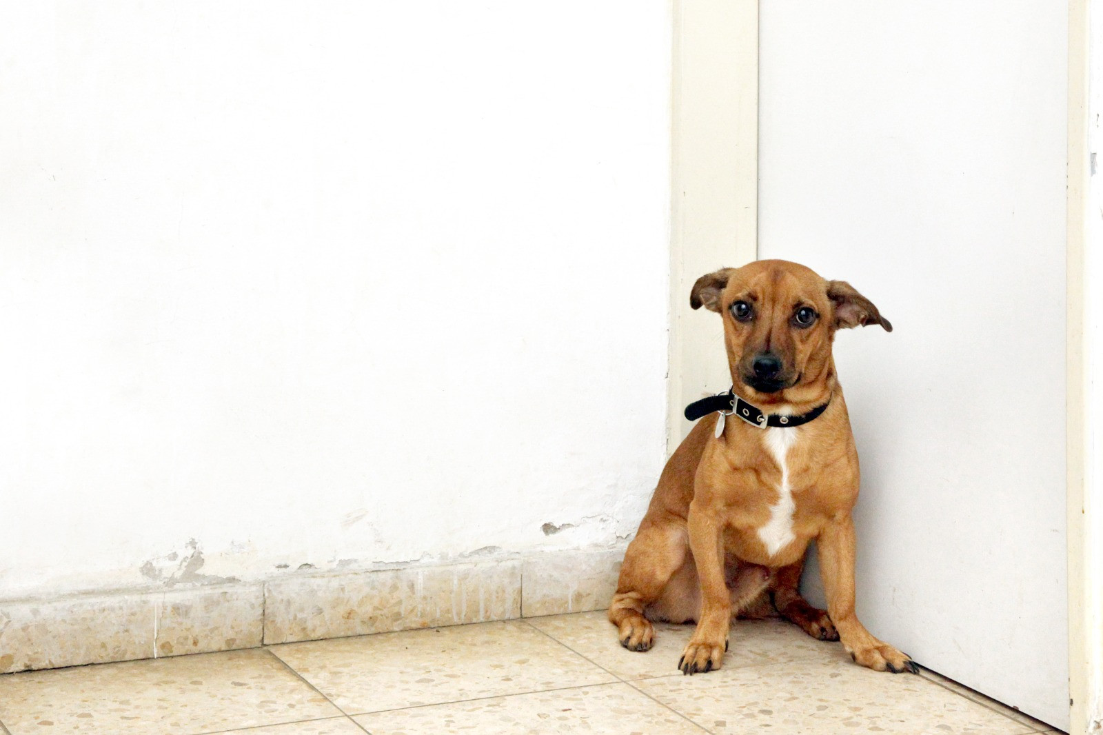 Abandoned Dog at Dublin Airport Still Unclaimed: Urgent Plea for Owner to Come Forward