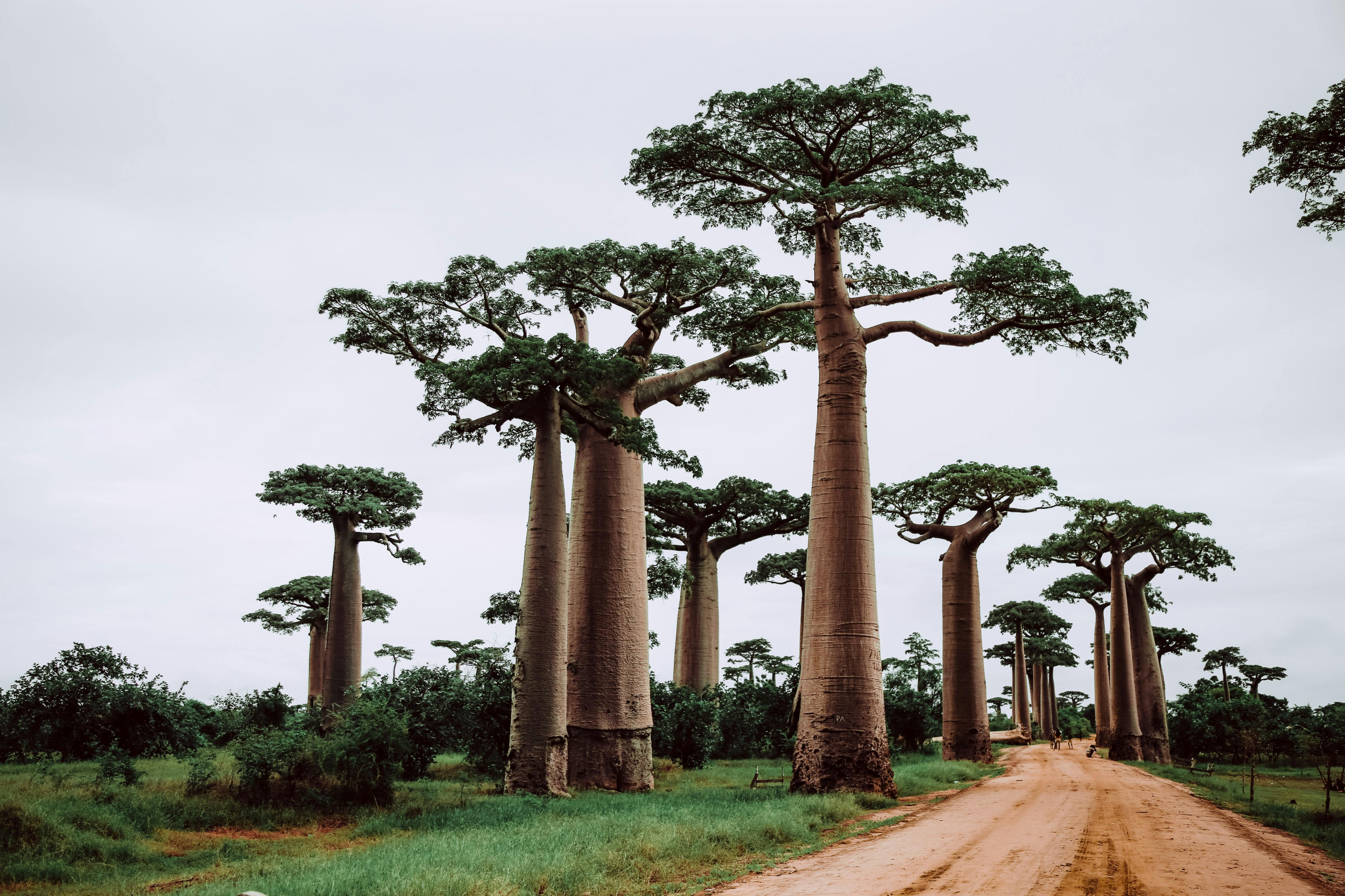 Africa's Baobab Trees: Thriving Despite Climate Change, But Facing Other Threats