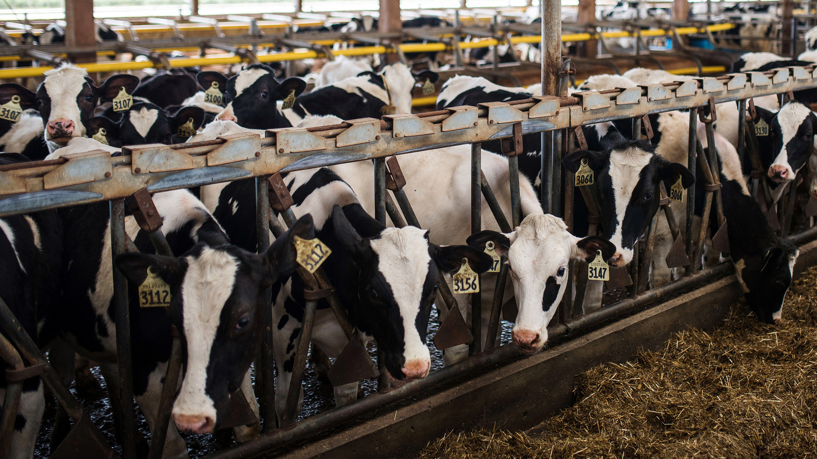 AI in Dairy: How Artificial Intelligence is Transforming the Industry From Farm to Table