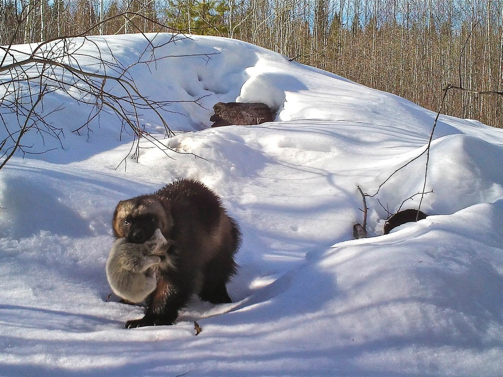 Alberta's Controversial Wolverine Trapping Policy: Is Unlimited Harvest the Right Approach?