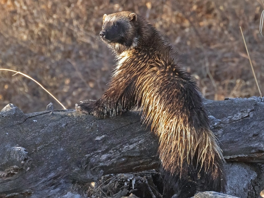 Alberta's Controversial Wolverine Trapping Policy: Is Unlimited Harvest the Right Approach?