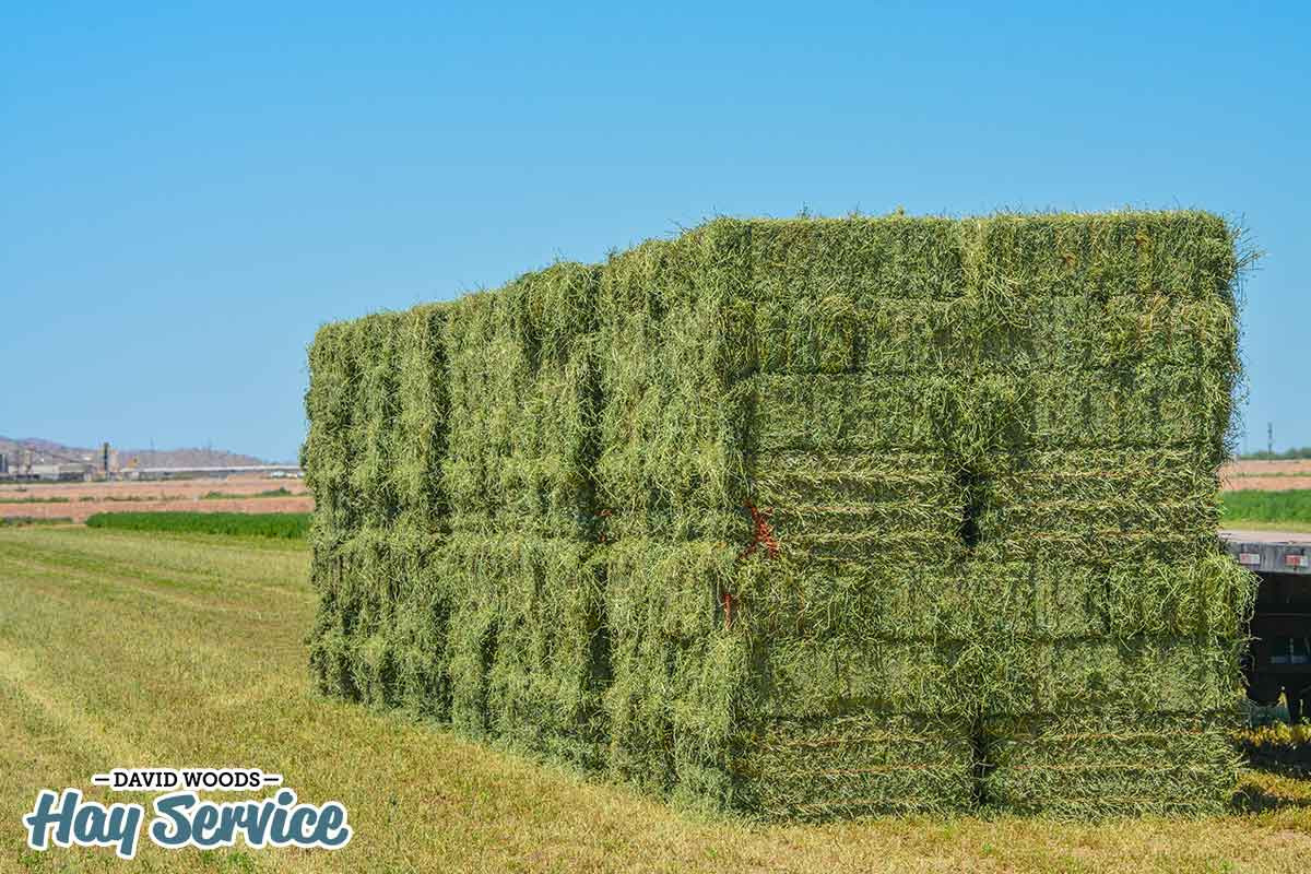 Alfalfa Hay Market Booming:  Harvesting Techniques Fueling Growth and Demand