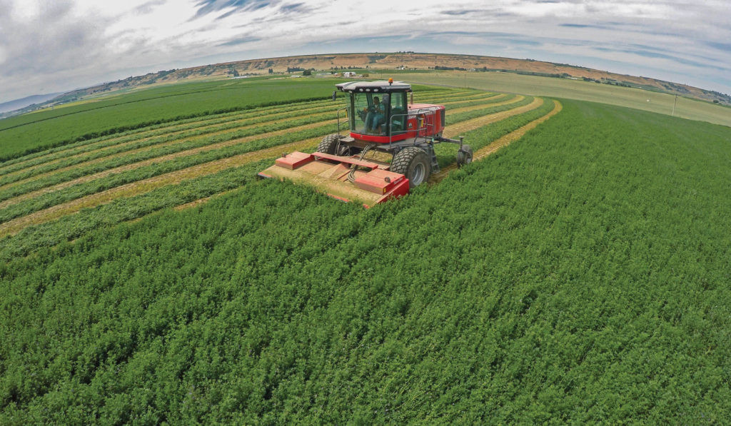 Alfalfa Hay Market Booming:  Harvesting Techniques Fueling Growth and Demand