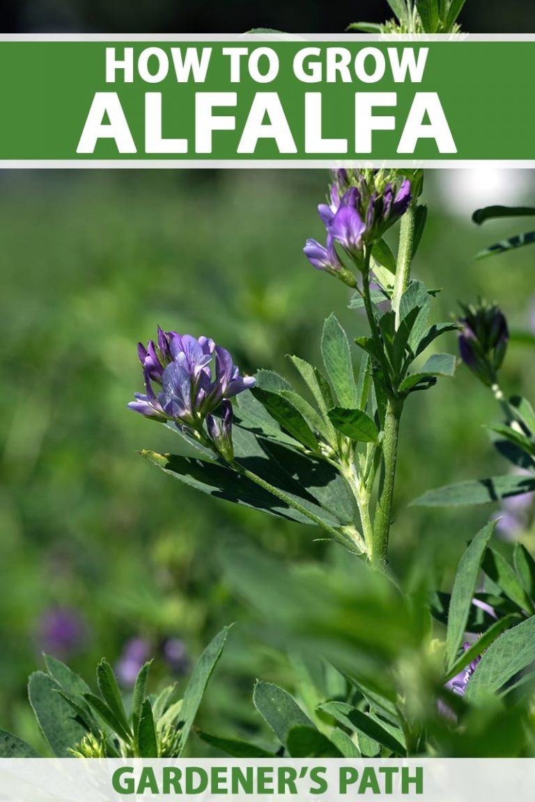 Alfalfa Hay Market Booming:  Harvesting Techniques Fueling Growth and Demand