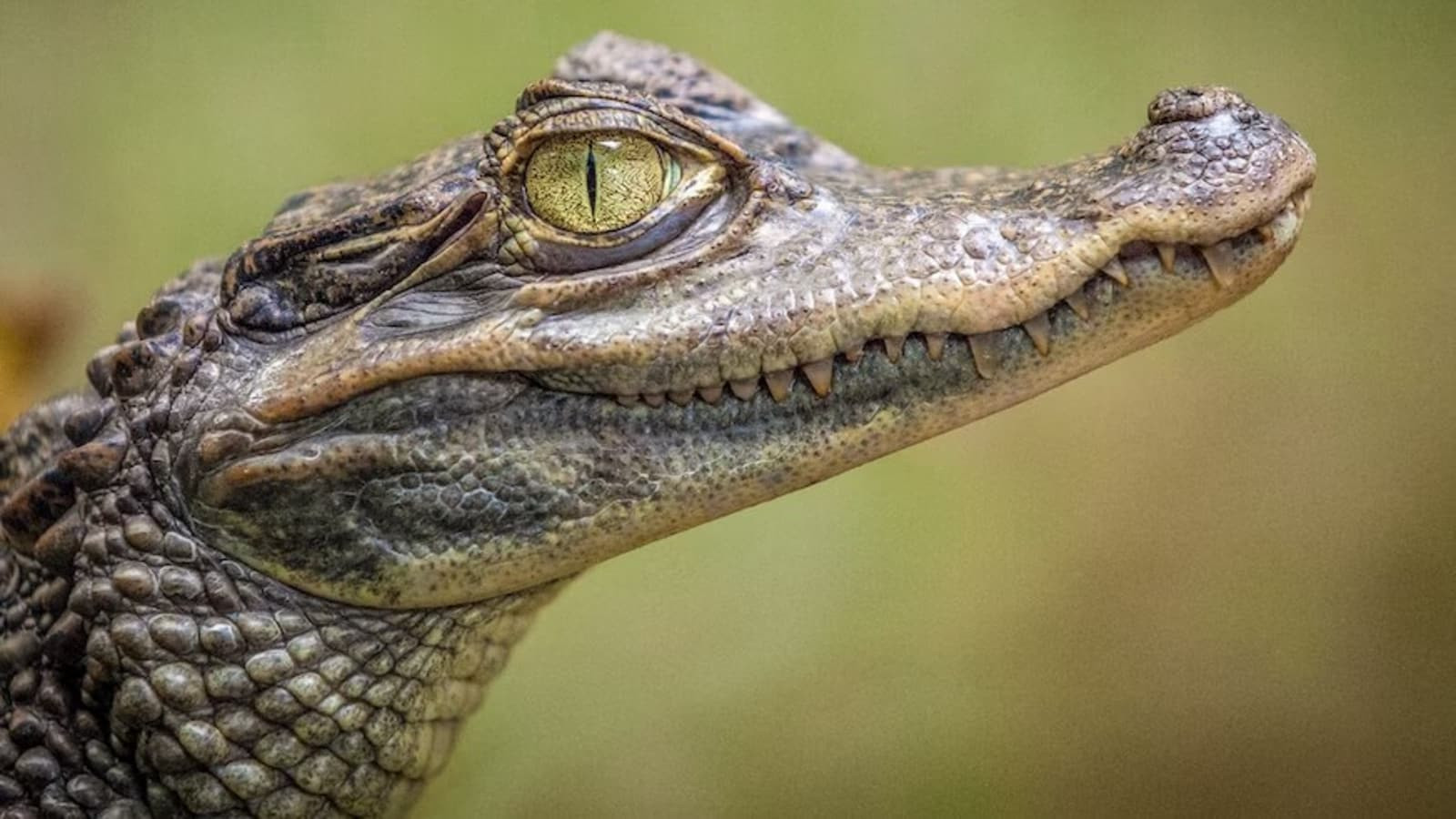 Alligator Attacks Ring Camera at Kilkenny Zoo in Amusing Footage