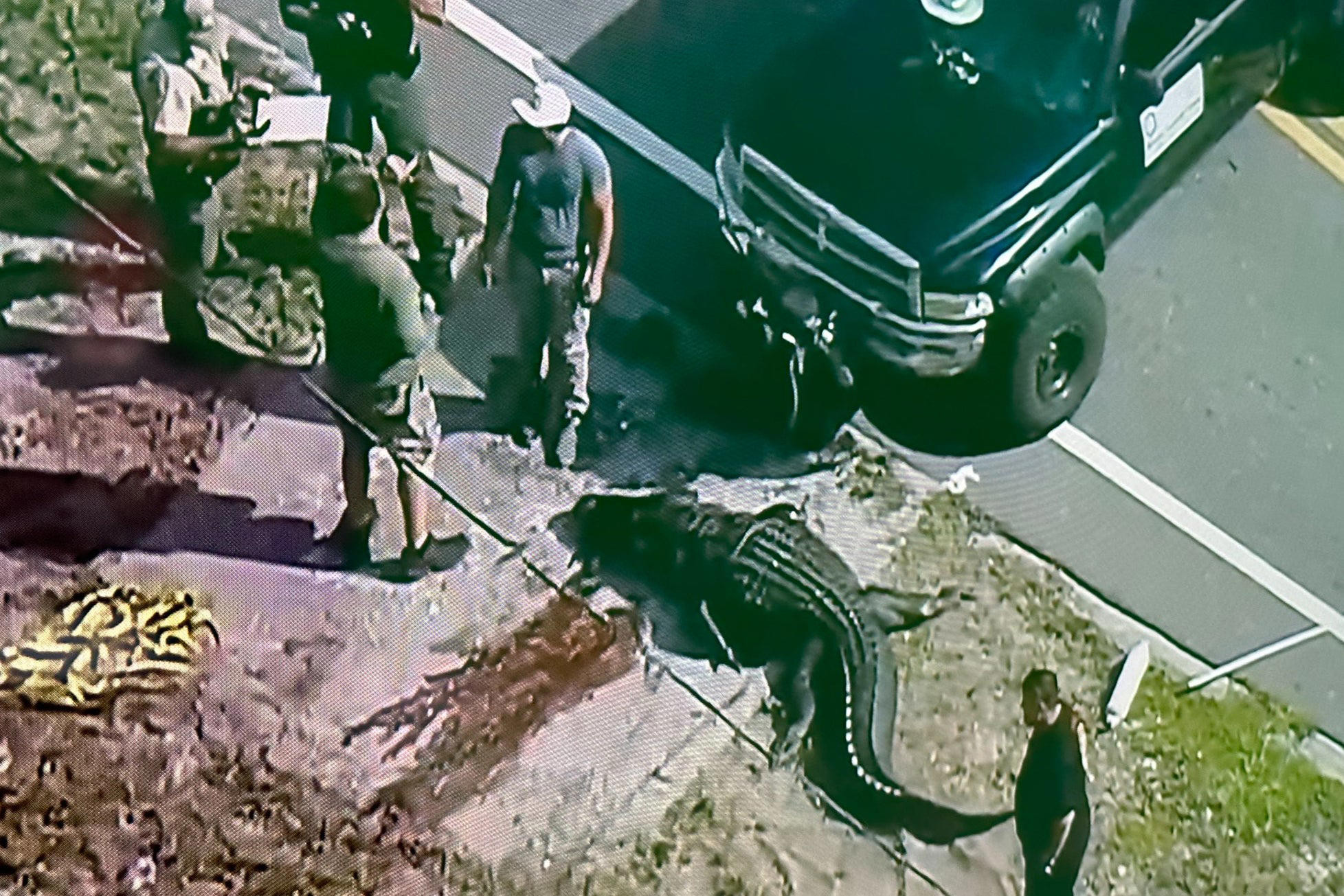 Alligator Attacks Ring Camera at Kilkenny Zoo in Amusing Footage