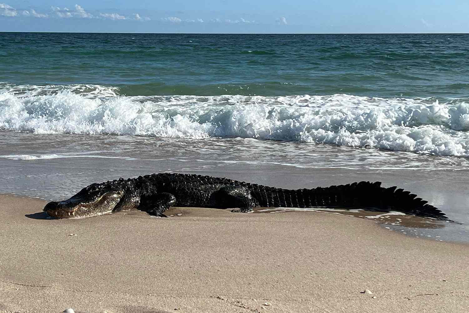 Alligator Spotted Off Georgia Beach: Tybee Island Issues Swimming Warning