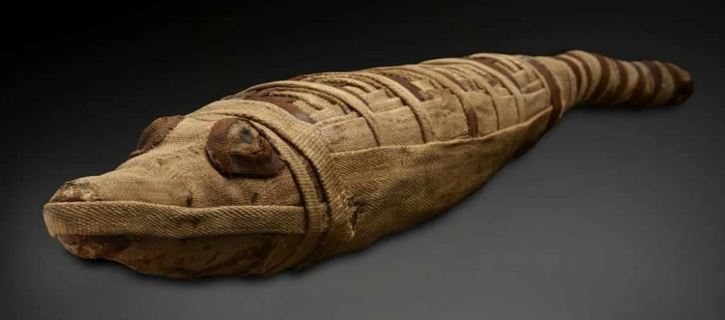 Ancient Egyptian Crocodile Mummy Reveals How These Animals Were Caught -  A Fish Hook Was Found in Its Stomach!