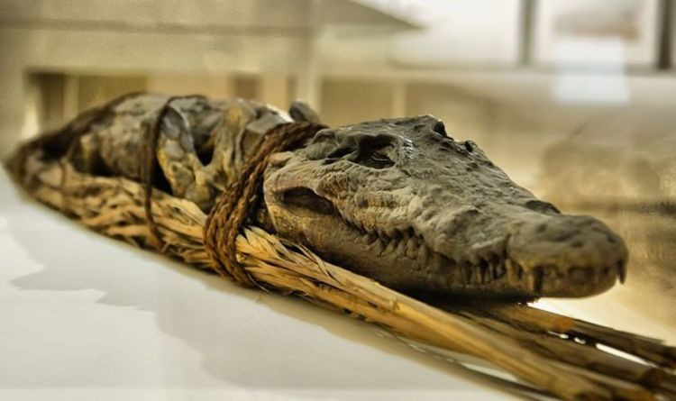 Ancient Egyptian Crocodile Mummy Reveals How These Animals Were Caught -  A Fish Hook Was Found in Its Stomach!