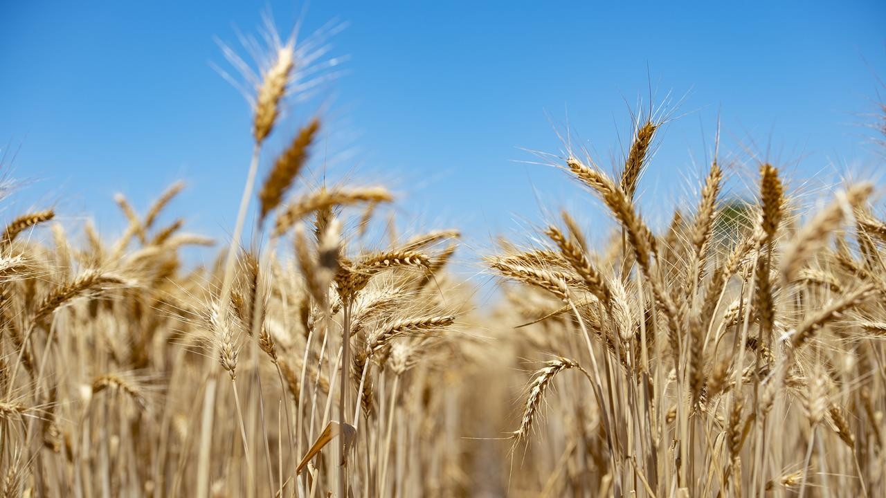 Australian Wheat Exports Soar 19% in July: Indonesia & Yemen Lead the Charge