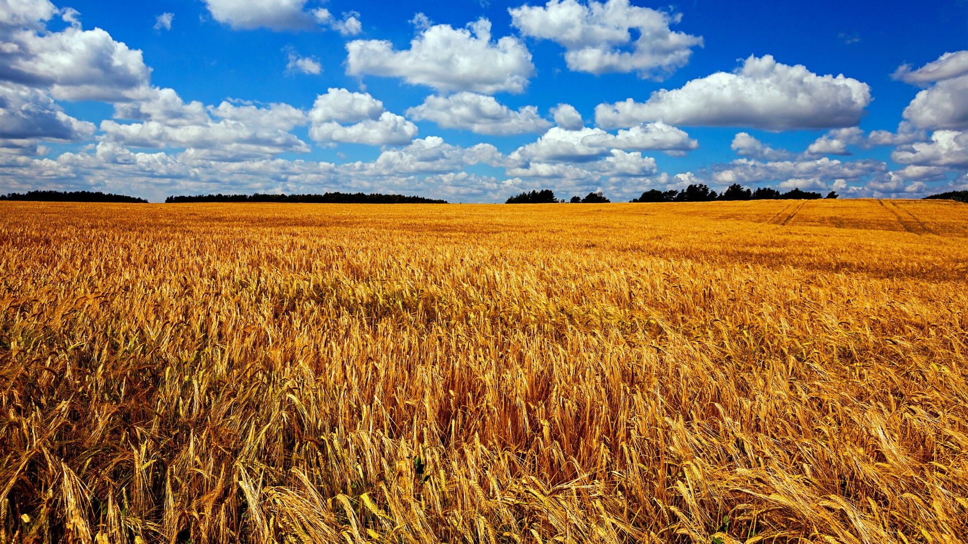 Australian Wheat Exports Soar 19% in July: Indonesia & Yemen Lead the Charge