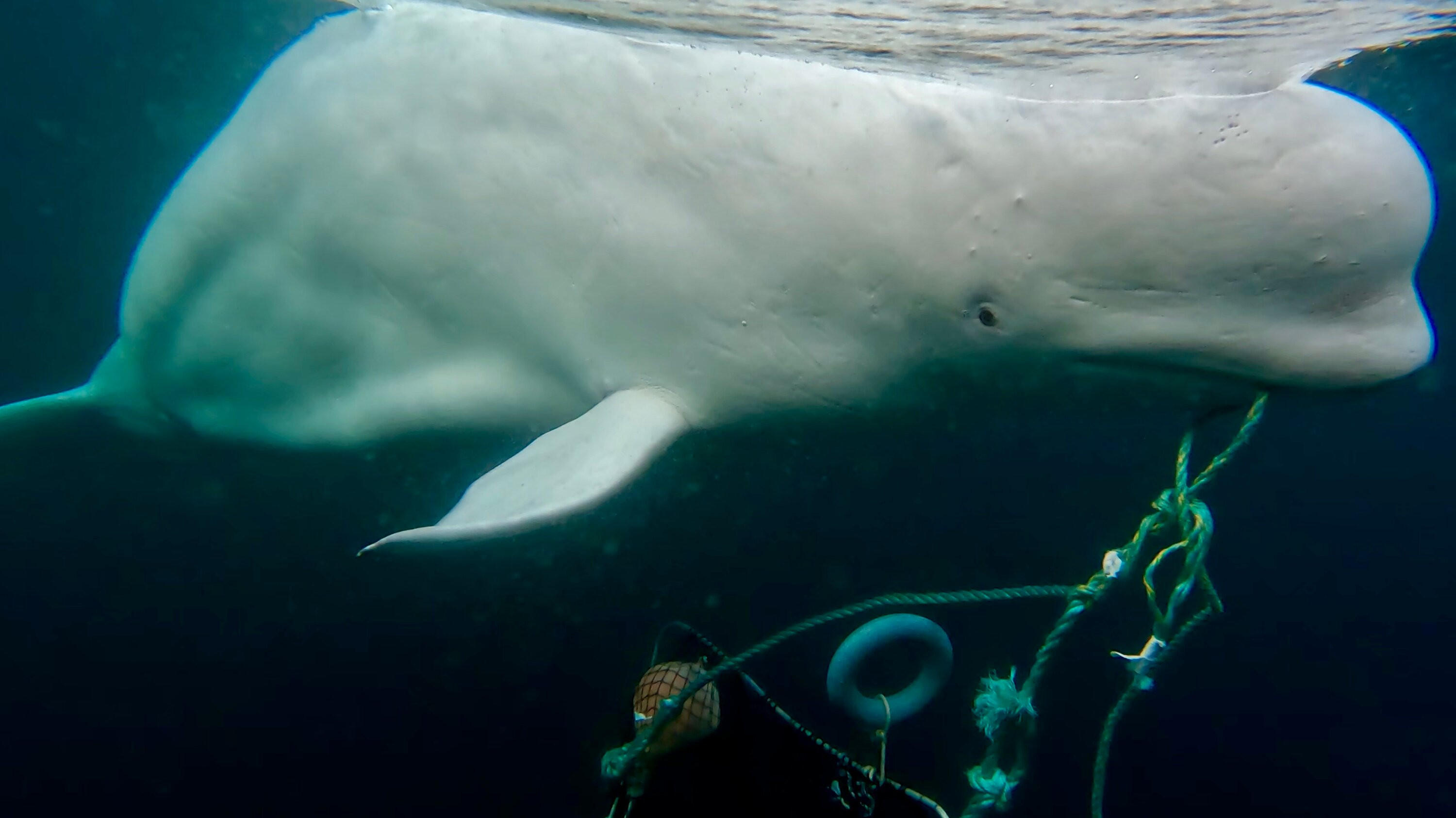 Beloved 'Russian Spy Whale' Found Dead in Norway