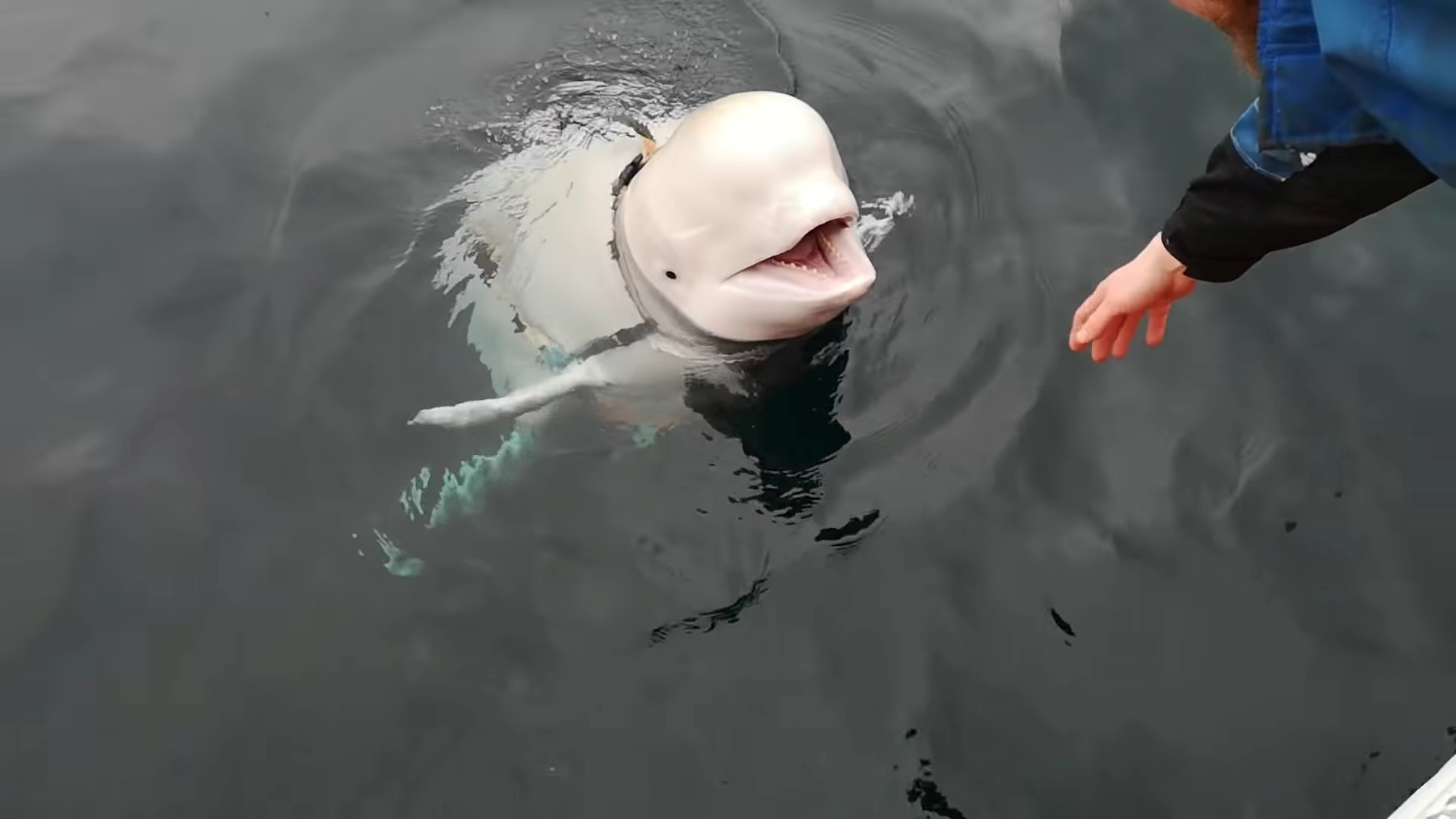 Beluga Whale 'Spy' Found Dead in Norway: Was He Assassinated?