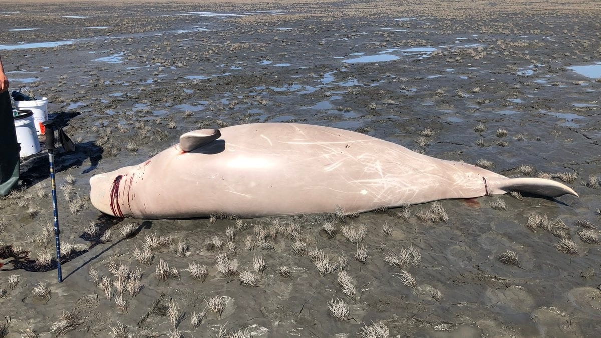 Beluga Whale 'Spy' Found Dead in Norway: Was He Assassinated?