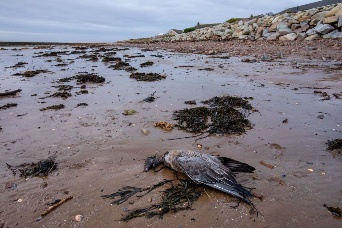 Bird Flu Threatens New Zealand's Unique Birdlife: A Race Against Time to Vaccinate Endangered Species