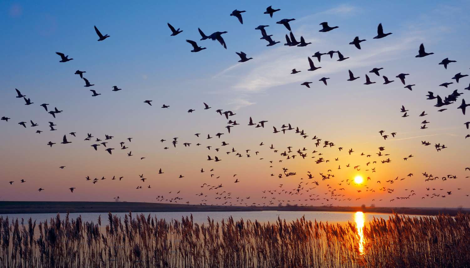 Birds Fly Together During Migration: New Study Reveals Unexpected 'Avian Social Networks'