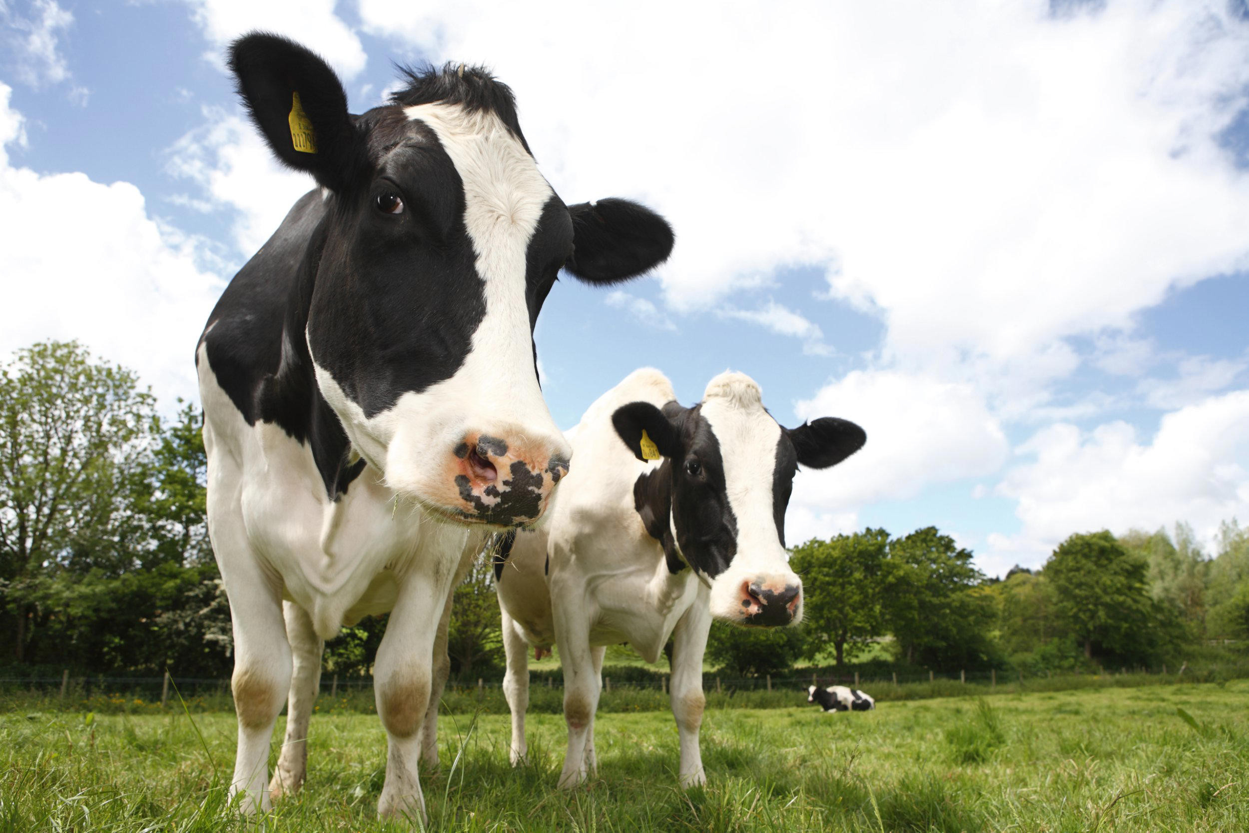 Bluetongue Virus Found in UK: First Case in Norfolk This Season