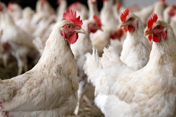 Boparan's Feed Mill Acquisition Faces Scrutiny: CMA Worries About Higher Costs for Poultry Farmers