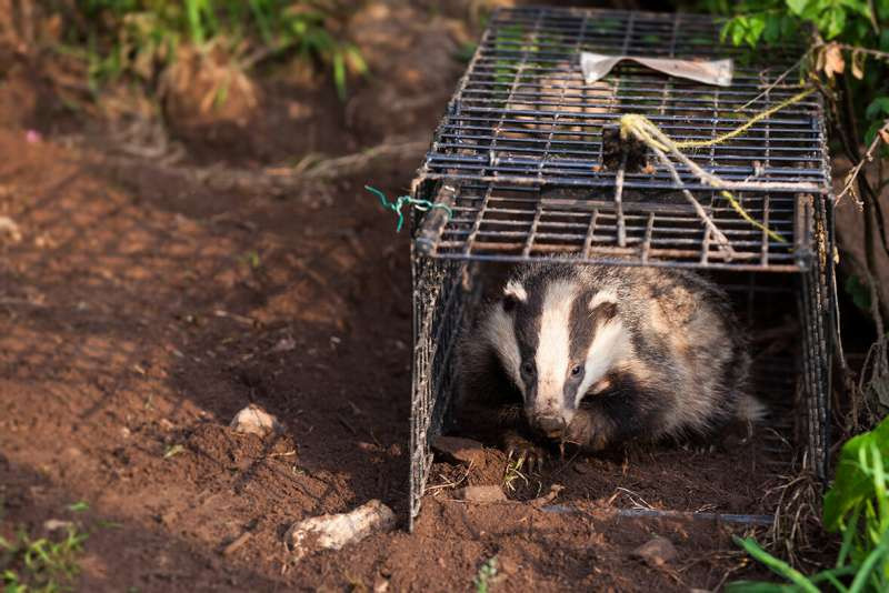 Brian May's Shocking New Documentary: Could Badgers Be Innocent in the Bovine TB Crisis?