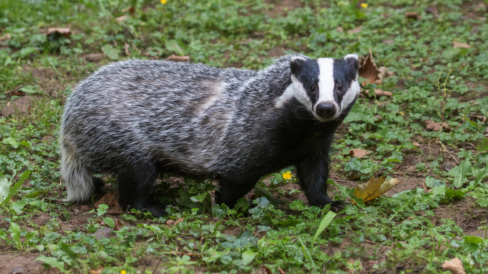 Brian May's Shocking New Documentary: Could Badgers Be Innocent in the Bovine TB Crisis?