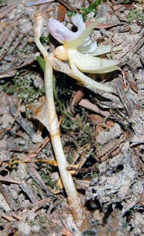 Britain's Rarest Orchid Rediscovered After 15 Years: The Ghost Orchid's Triumphant Return