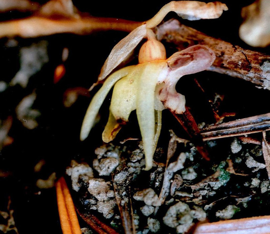 Britain's Rarest Orchid Rediscovered After 15 Years: The Ghost Orchid's Triumphant Return