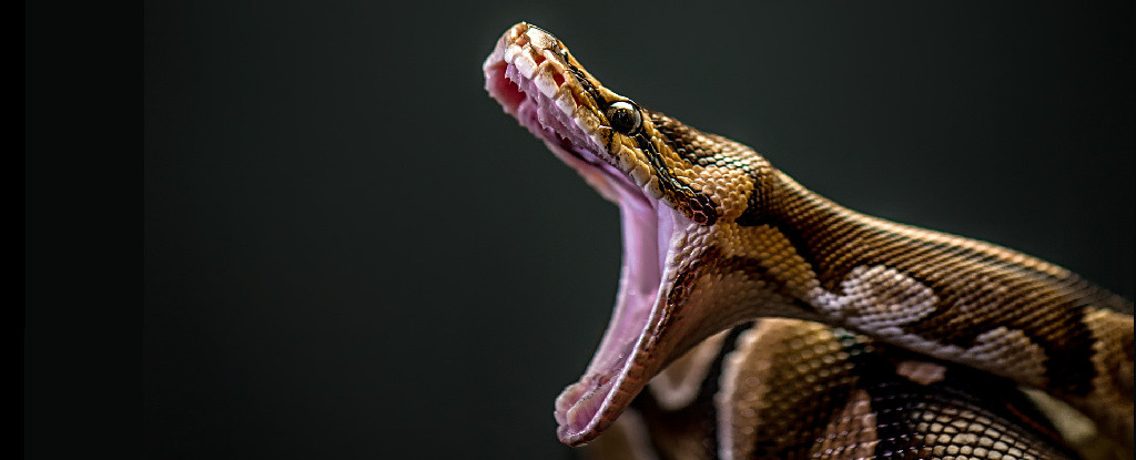 Burmese Python's Jaw-Dropping Ability: Scientists Witness Snake Swallow Entire Deer