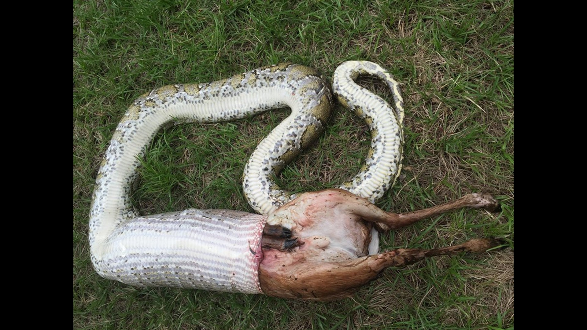 Burmese Python's Jaw-Dropping Ability: Scientists Witness Snake Swallow Entire Deer