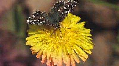 Butterfly Decline: A Silent Warning of Wider Ecosystem Collapse in Ireland