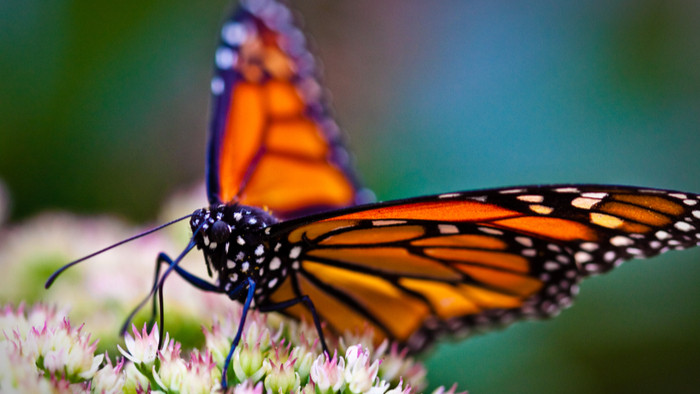 Butterfly Decline: A Silent Warning of Wider Ecosystem Collapse in Ireland