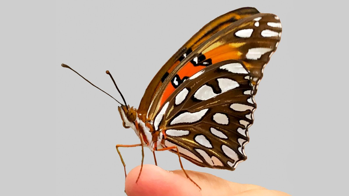 Butterfly Wings: RNA, Not Protein, Holds the Key to Color Patterns