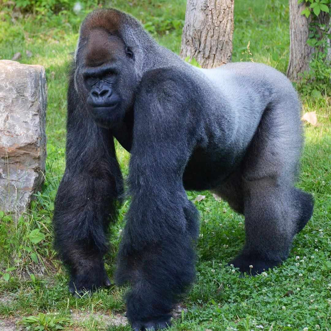 Calgary Zoo Mourns Unexpected Death of Two-Year-Old Gorilla