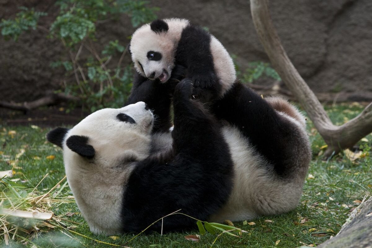 California Declares "Panda Day" as San Diego Zoo Welcomes New Giant Pandas