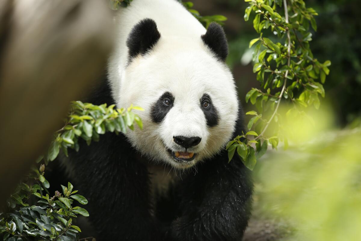 California Declares "Panda Day" as San Diego Zoo Welcomes New Giant Pandas