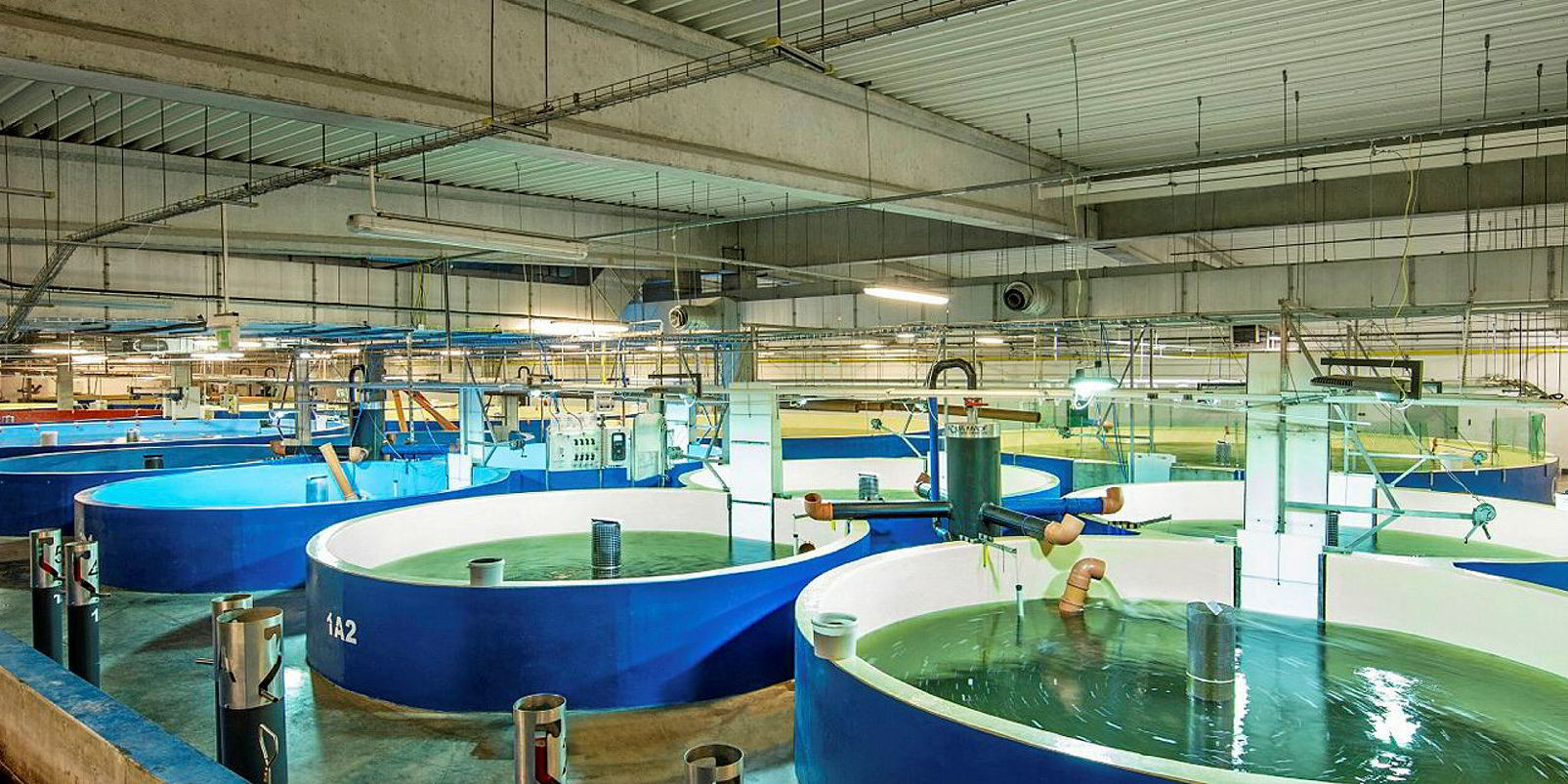 Canadian Government Invests in Land-Based Salmon Farm Startup Samonix