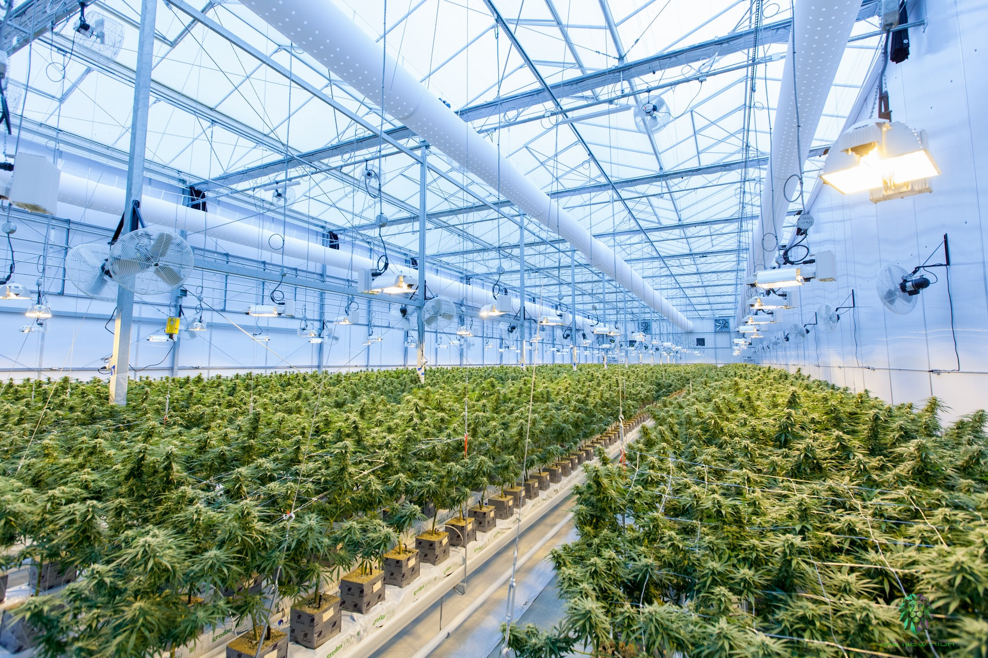 Canopy Growth CEO David Klein to Retire: What Does This Mean for the Cannabis Giant?