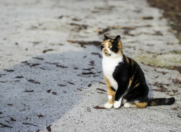 Cat Lost in Yellowstone Found 900 Miles Away in California: How Did He Do It?