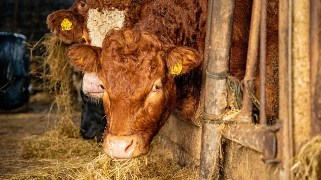 Cattle Throughput Soars in Northern Ireland Amidst Declining Beef Prices: What's Happening?