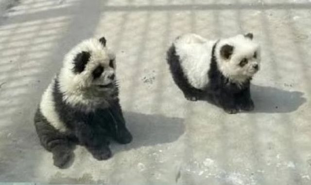 Chinese Zoo Admits to Passing Off Painted Dogs as Pandas