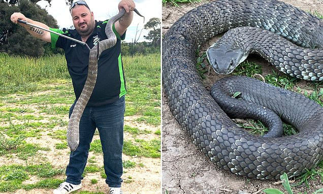 Christmas Nightmare! Deadly Tiger Snake Found Under Baby's Bouncer in Melbourne Home