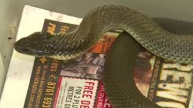 Christmas Nightmare! Deadly Tiger Snake Found Under Baby's Bouncer in Melbourne Home