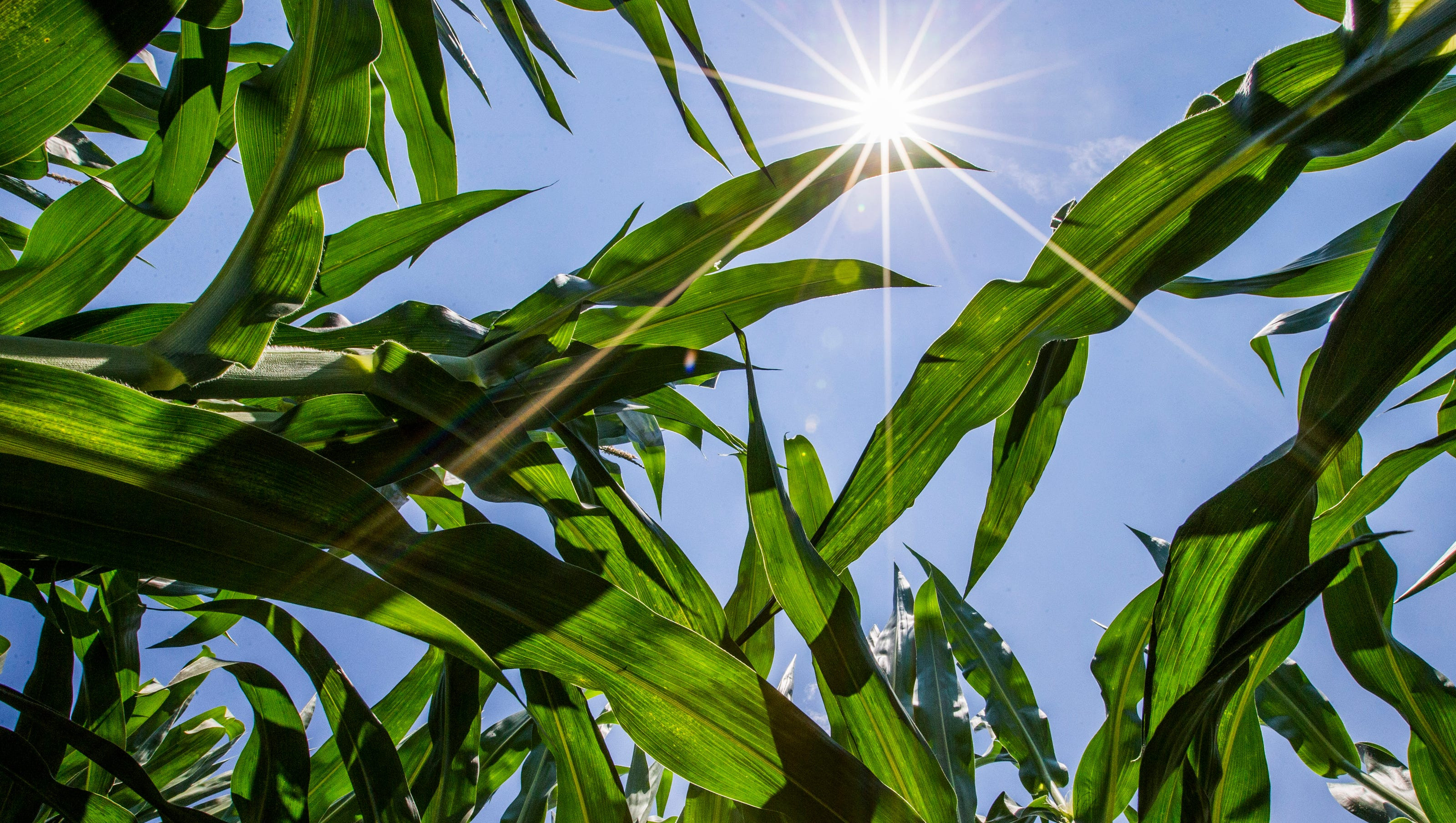 Corn Sweat: How Millions Of Acres Of Corn Are Making The US Heatwave Even Worse