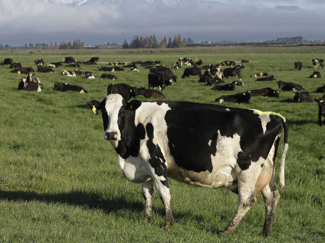 Cow Burps: New Tech & Nutrition Strategies to Fight Climate Change