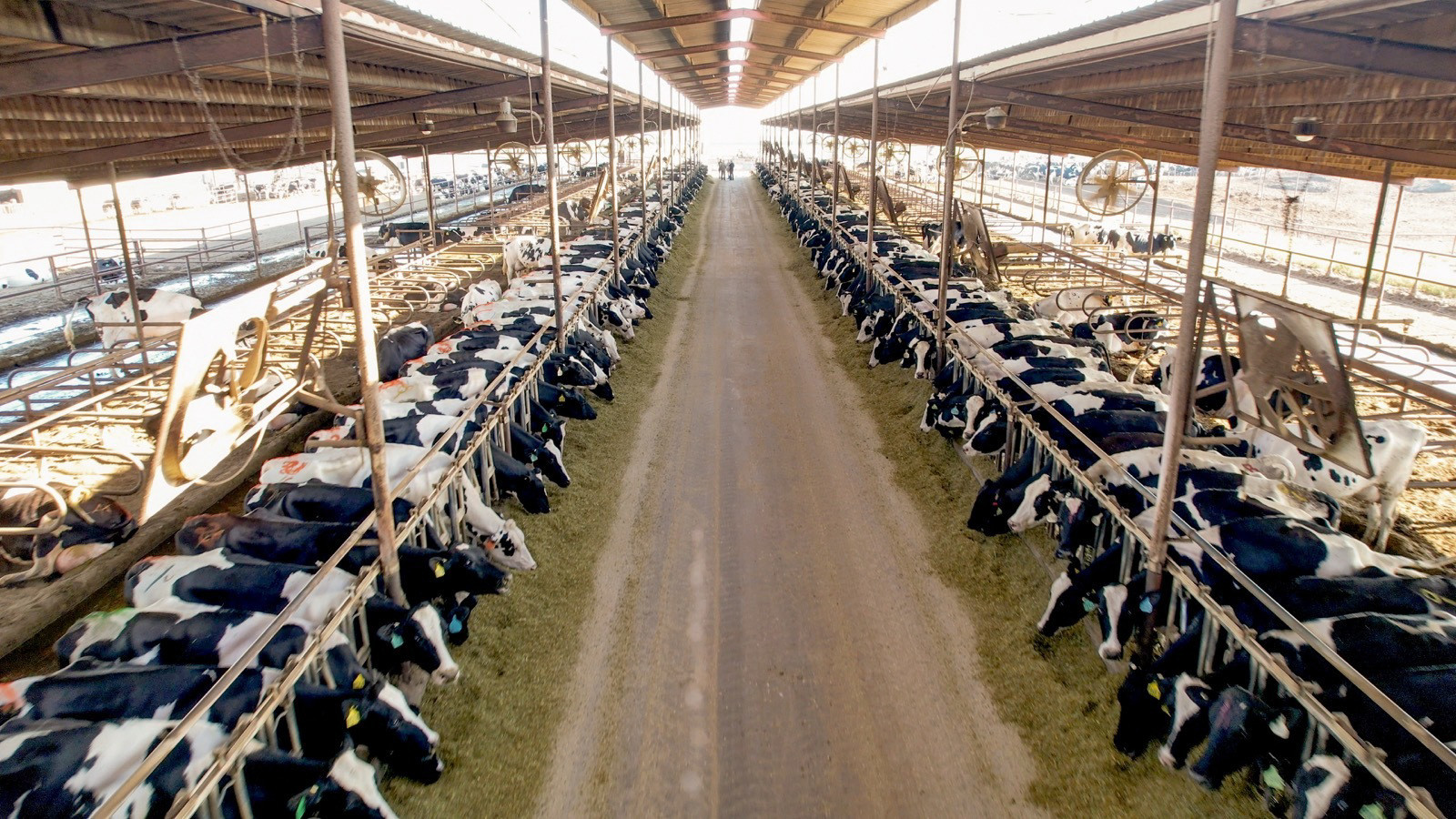 Dairy Farmers in Northern Ireland Focus on Milk Components for Profitability