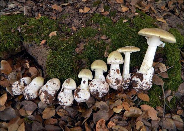 Deadly 'Silent Assassin' Mushrooms Spreading in Oak Bay, Victoria: What You Need to Know